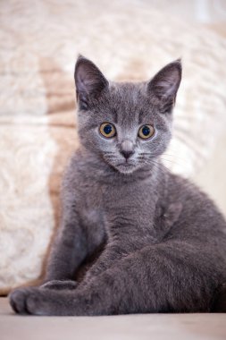 İskoç kedi yavrusu ev iç 