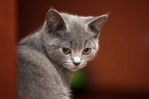 Gatito Escocés Hogar Interior — Foto de Stock