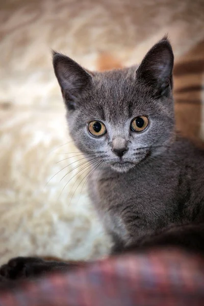 Escocês Gatinho Casa Interior — Fotografia de Stock