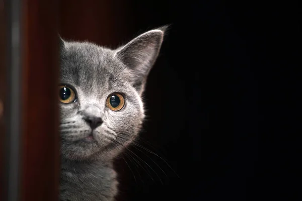 Scottish Kitten Home Interior — Stock Photo, Image