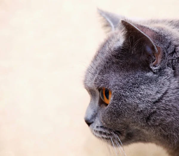 Escocês Gatinho Casa Interior — Fotografia de Stock