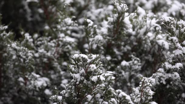 Invierno Bosque Nieve Metraje — Vídeos de Stock