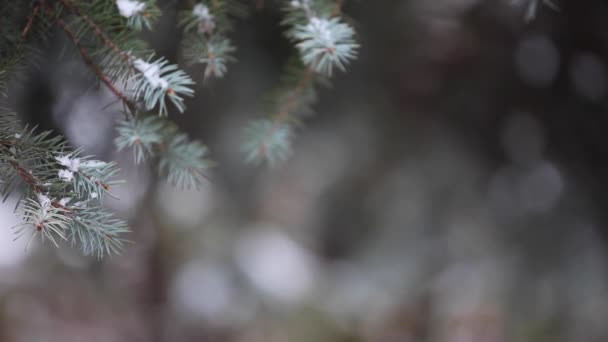 Winter Forest Sneeuw Beelden — Stockvideo