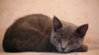 İskoç kedi yavrusu ev iç hd görüntüleri