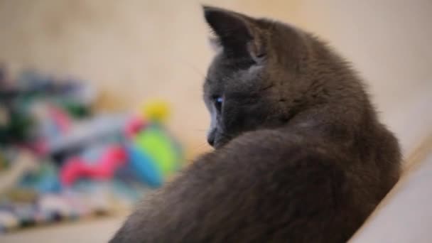 Schotse Kitten Home Interieur Beelden — Stockvideo