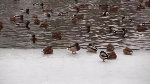 Pato Invierno Lago Metraje — Vídeo de stock
