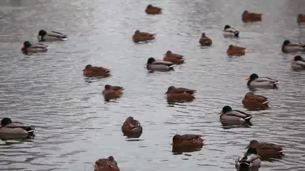 Pato Invierno Lago Metraje — Vídeos de Stock
