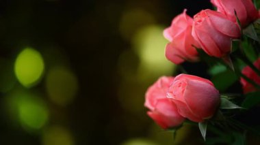 pembe gül çiçek hd görüntüleri altın bokeh 
