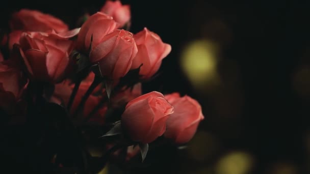 Pink Rose Flower Footage Gold Bokeh — Stock Video