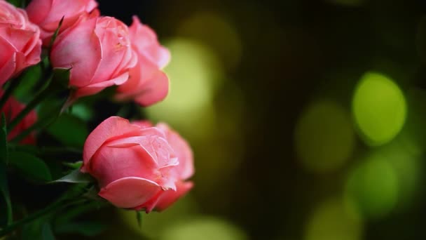 Rosa Rosa Flor Metraje Oro Bokeh — Vídeo de stock