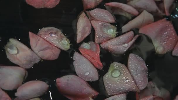 Blütenblätter Rosen Wassertropfen Filmmaterial — Stockvideo
