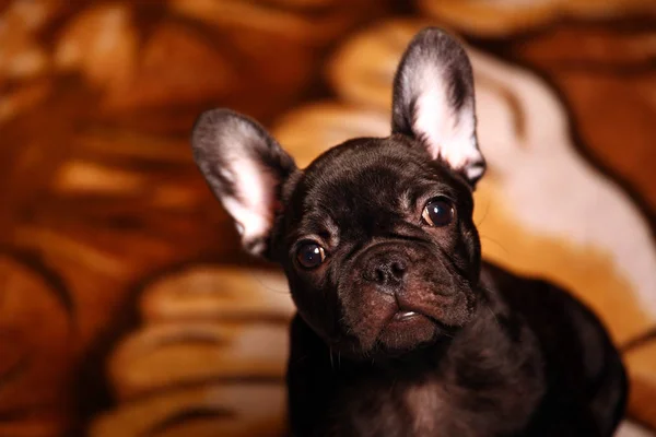 Komik Fransız Bulldog Yavrusu — Stok fotoğraf