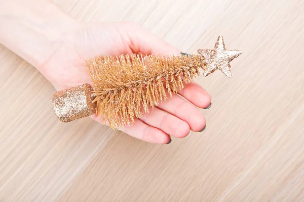 Miniature Fir Tree Woman Hands — Stock Photo, Image