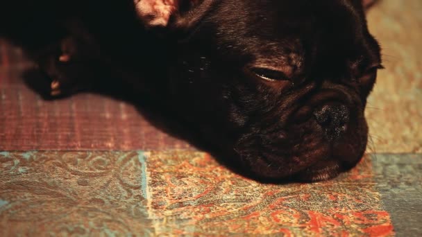 Francés Bulldog Cachorro Casa Interior Metraje — Vídeos de Stock