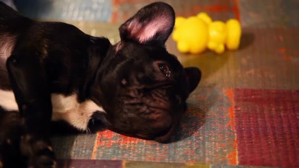 Französische Bulldogge Welpen Nach Hause Interieur Filmmaterial — Stockvideo