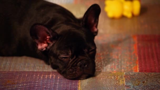 Fransk Bulldog Valp Hem Interiör Film — Stockvideo