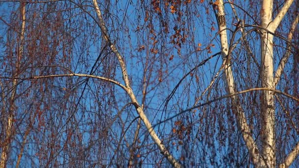 Invierno Abedul Azul Cielo Material Archivo — Vídeos de Stock