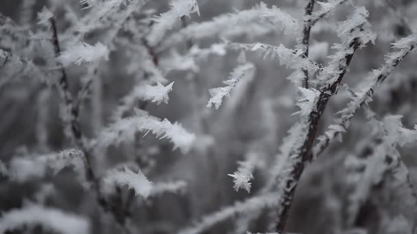 Invierno Bosque Congelado Árbol Metraje — Vídeo de stock