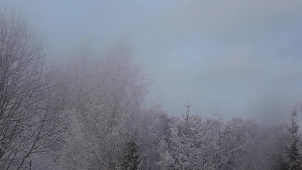 Winter Forest Snow Footage — стоковое видео