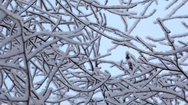 Invierno Bosque Nieve Metraje — Vídeo de stock