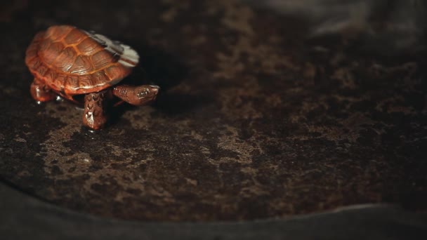 Keramiska Figur Sköldpadda Varmvatten Stone Tabell Film — Stockvideo