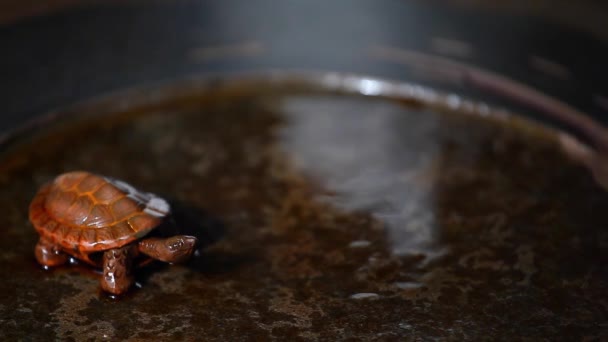 Keramik Tee Figur Schildkröte Heißes Wasser Stein Tisch Filmmaterial — Stockvideo