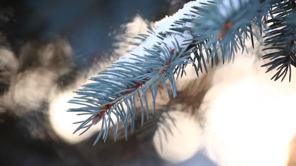 Bosque Invierno Abeto Árbol Sol Material Archivo — Vídeo de stock