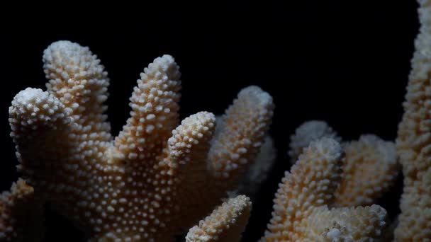 天然海洋珊瑚黑暗的背景高清镜头 — 图库视频影像