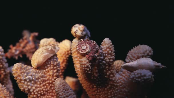 天然海洋珊瑚黑暗的背景高清镜头 — 图库视频影像