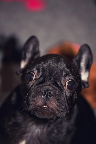 Black French Bulldog Home Interior — Stock Photo, Image