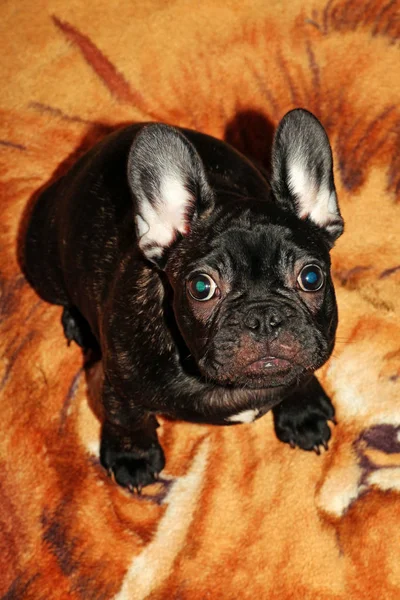 Nero Francese Bulldog Interno Della Casa — Foto Stock