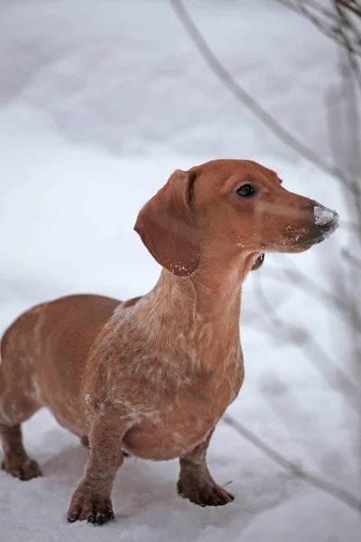 Dachshund Cão Inverno Jardim Neve — Fotografia de Stock