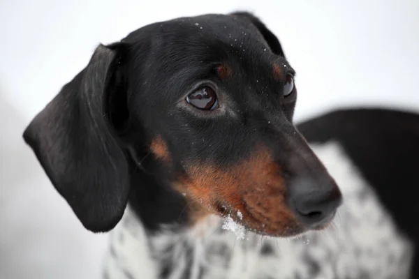 Dackel Hund Wintergarten Schnee — Stockfoto