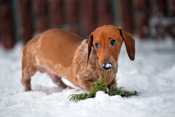 Dackel Hund Wintergarten Schnee — Stockfoto