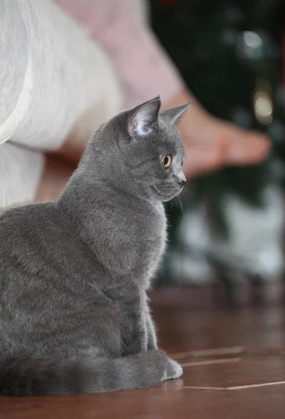 Gatito Bebé Pie Abeto — Foto de Stock