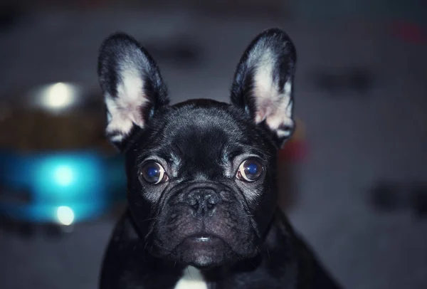 Siyah Fransız Bulldog Köpek Yavrusu — Stok fotoğraf