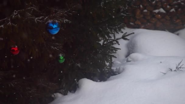 Fir Tree Wintersneeuw — Stockvideo