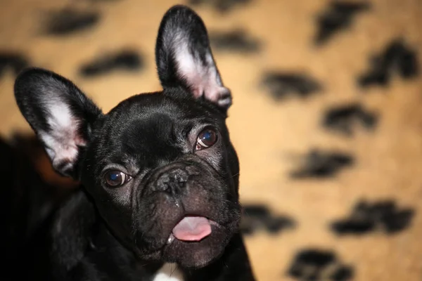 Siyah Fransız Bulldog Köpek Yavrusu — Stok fotoğraf