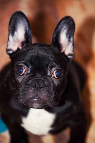 Zwarte Franse Bulldog Pup Interieur — Stockfoto