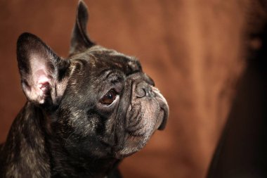 Siyah Fransız buldozer ev iç 