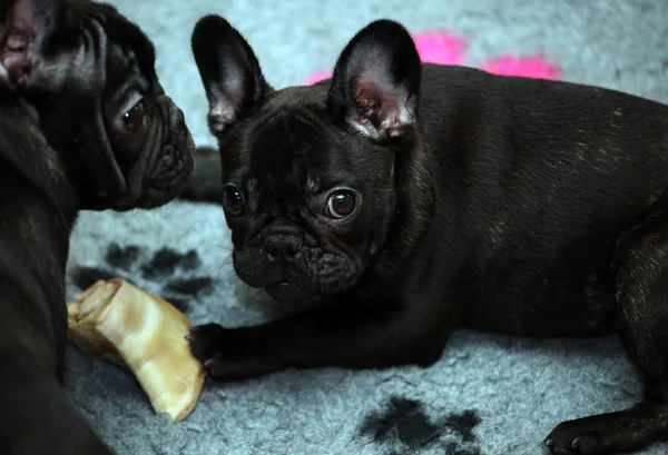 black french bulldog home interior