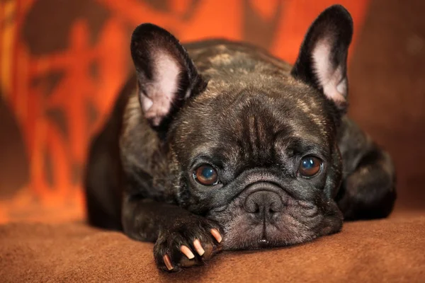 Svart Fransk Bulldog Heminredning — Stockfoto