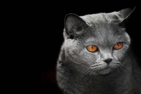 蓝色苏格兰猫黑暗的背景 — 图库照片
