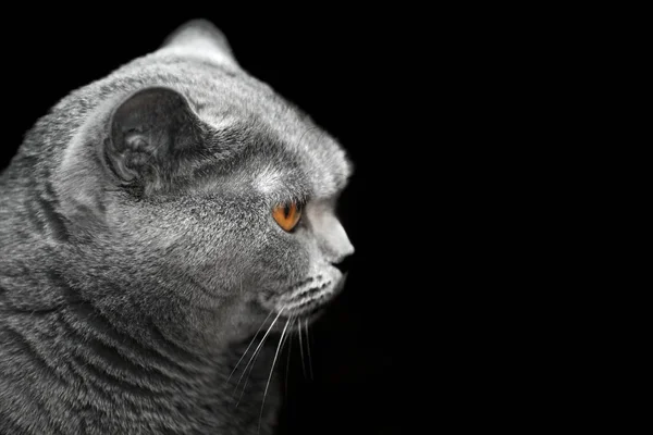 Gato Escocés Azul Fondo Oscuro — Foto de Stock