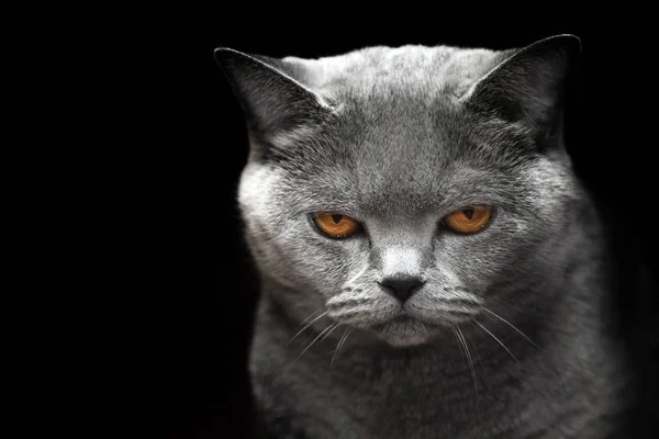 าเง นแมวสกอตแลนด นหล — ภาพถ่ายสต็อก