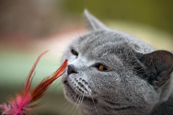 Кошачье Красное Перо — стоковое фото