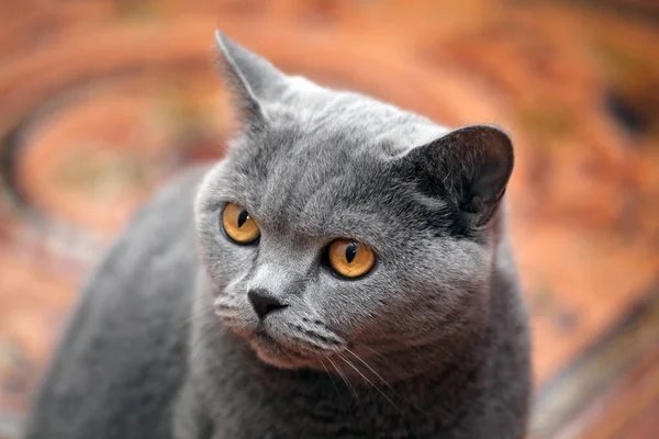 Blaue Schottische Katze Hause Innenraum — Stockfoto