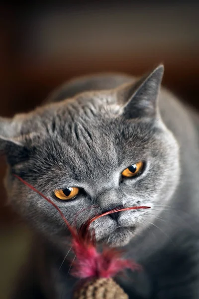 Kedi Kırmızı Tüy — Stok fotoğraf