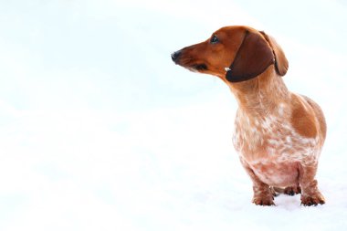 Dachshund Köpek kış parkı 