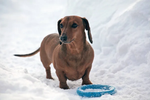 Winterpark Für Dackelhunde — Stockfoto